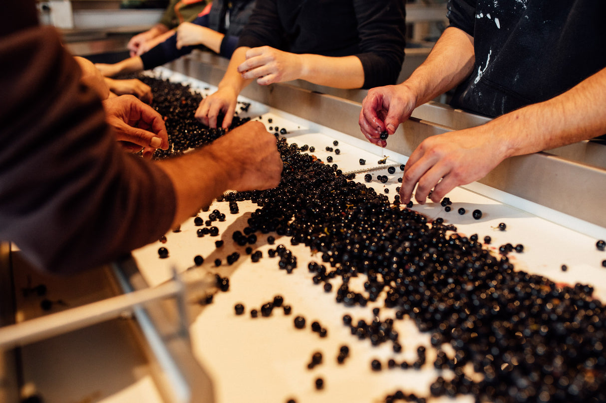 Grape Selection belt